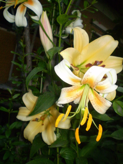 P6263818 - flori de gradina 2010-primavara-vara
