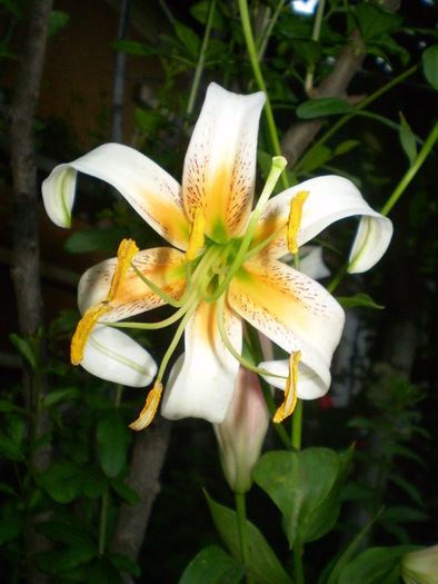 P6263819 - flori de gradina 2010-primavara-vara