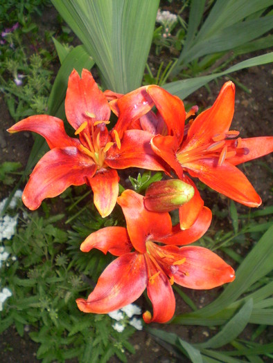 P6263826 - flori de gradina 2010-primavara-vara