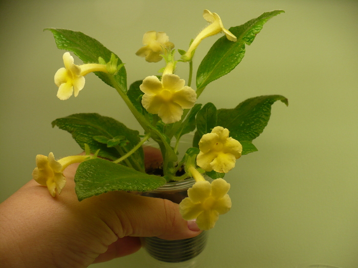 27 iunie - Episcia 2009 - 2010 - 2012 - 2014
