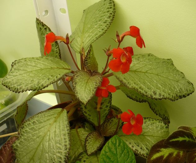 P1270814 - Episcia 2009 - 2010 - 2012 - 2014
