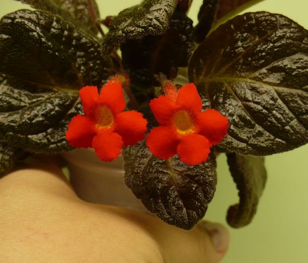 P1270819 - Episcia 2009 - 2010 - 2012 - 2014