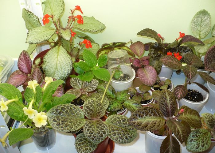 P1270828 - Episcia 2009 - 2010 - 2012 - 2014