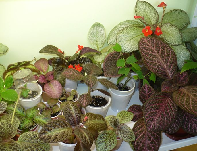 P1270829 - Episcia 2009 - 2010 - 2012 - 2014