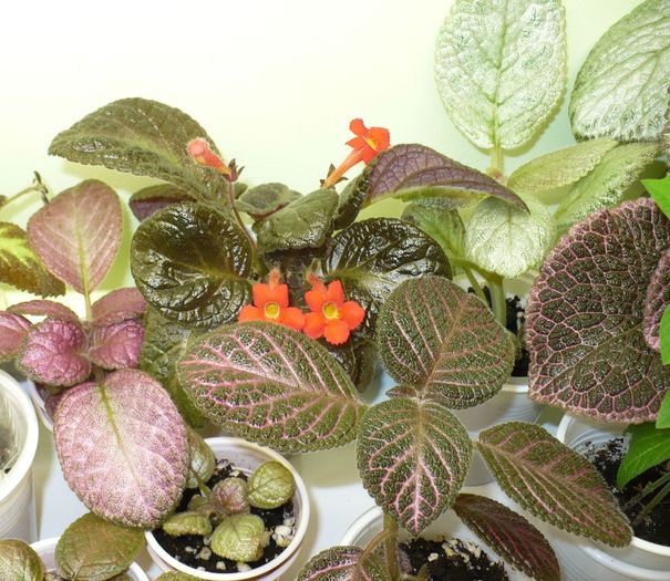 P1270830 - Episcia 2009 - 2010 - 2012 - 2014
