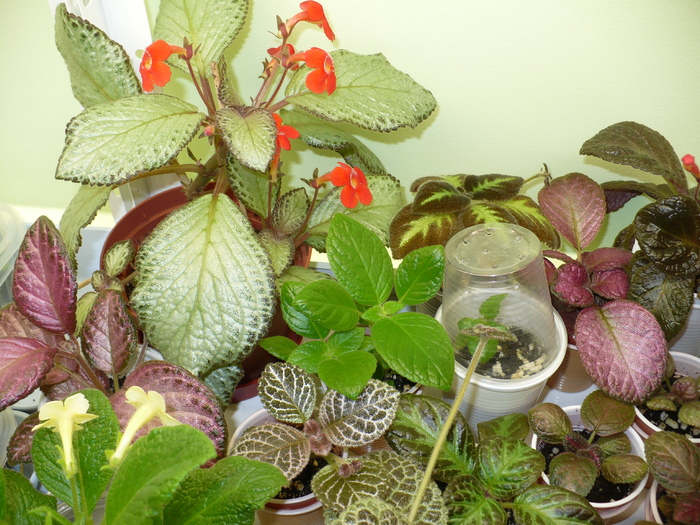 P1270831 - Episcia 2009 - 2010 - 2012 - 2014