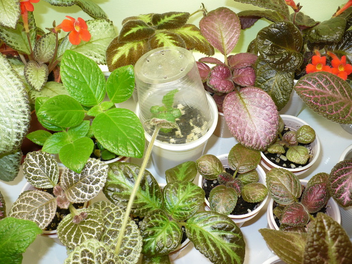 P1270832 - Episcia 2009 - 2010 - 2012 - 2014