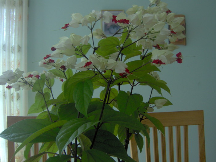 clerodendron 27.06.2010 001; clerodendron
