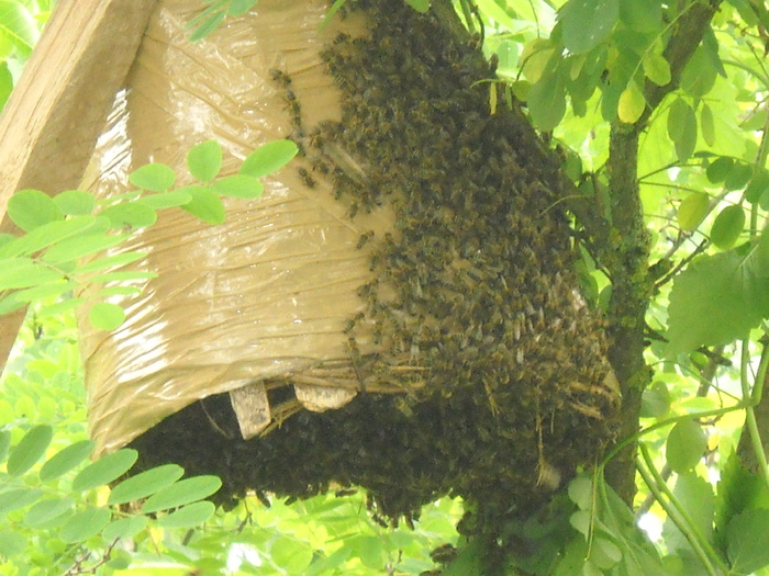 albinele aterizeaza in ...si pe cos - prinderea roiului