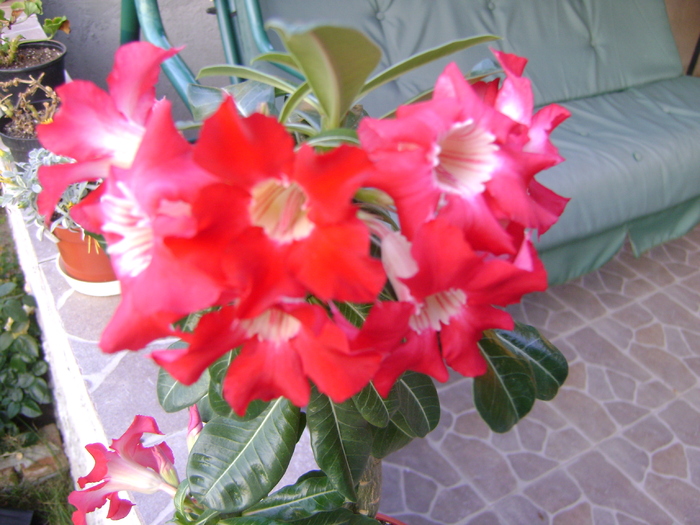  - Adenium Hoya si alte plante suculente