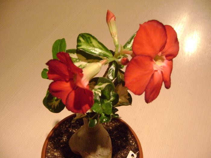  - Adenium Hoya si alte plante suculente