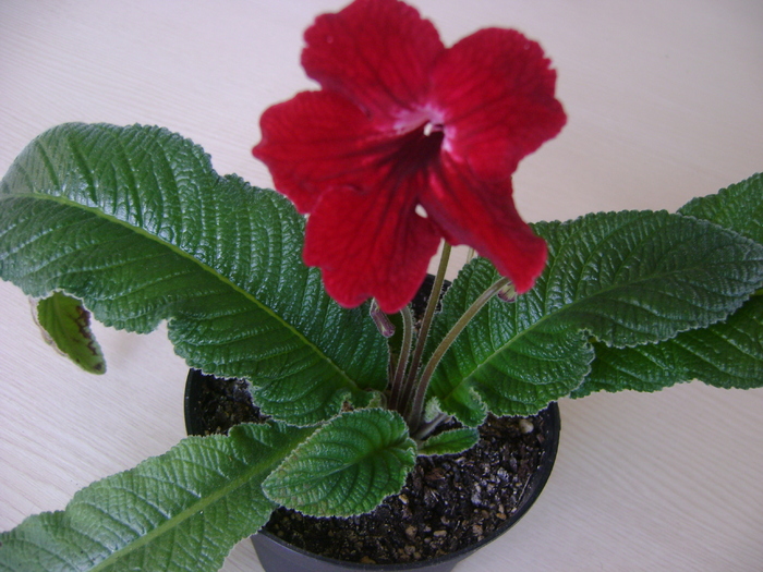 DSC06552 - Streptocarpus