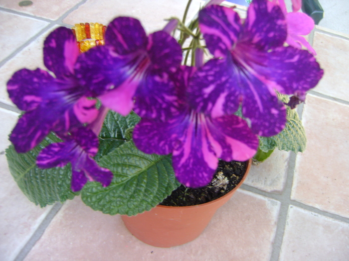 DSC07103 - Streptocarpus