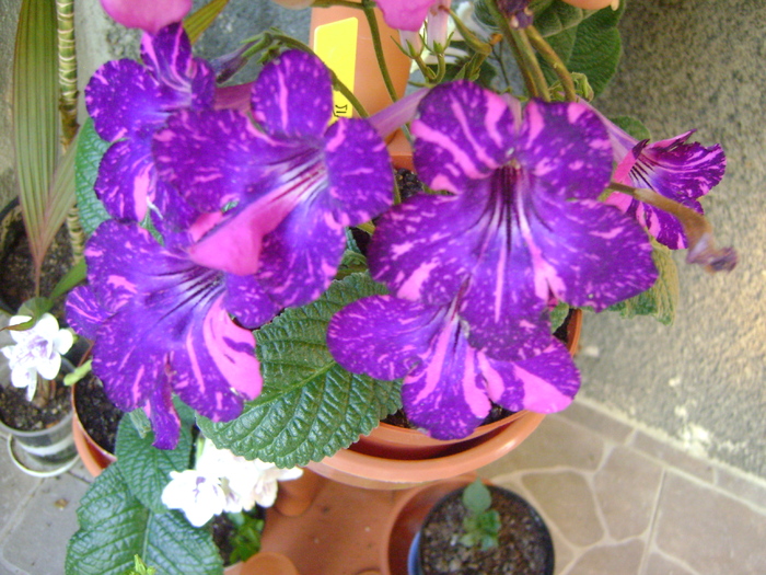 DSC07114 - Streptocarpus