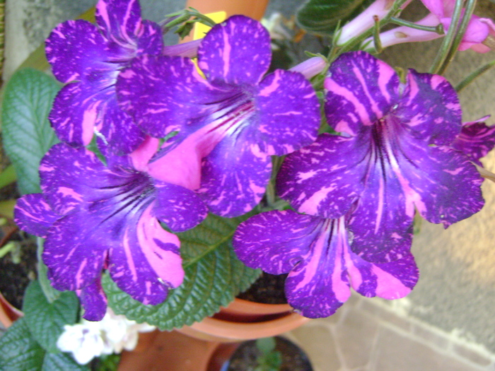 DSC07115 - Streptocarpus