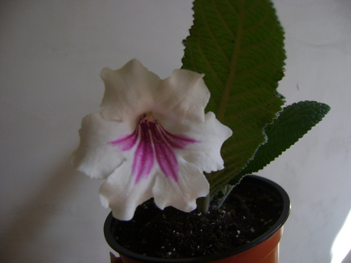 DSC07135 - Streptocarpus