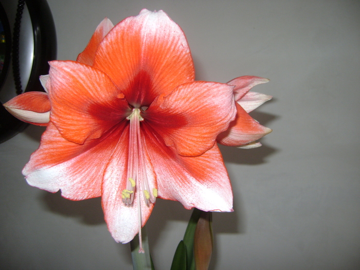  - AMARYLLIDACEAE-Hippeastrum