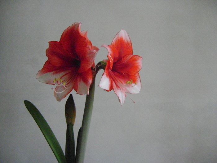  - AMARYLLIDACEAE-Hippeastrum