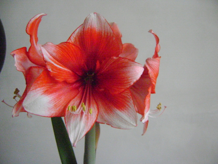 Charisma - AMARYLLIDACEAE-Hippeastrum