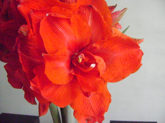 Red Nimph - AMARYLLIDACEAE-Hippeastrum