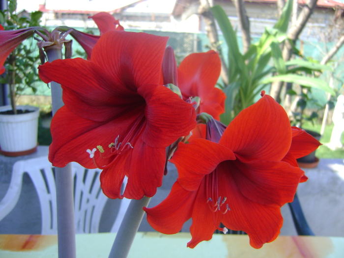  - AMARYLLIDACEAE-Hippeastrum