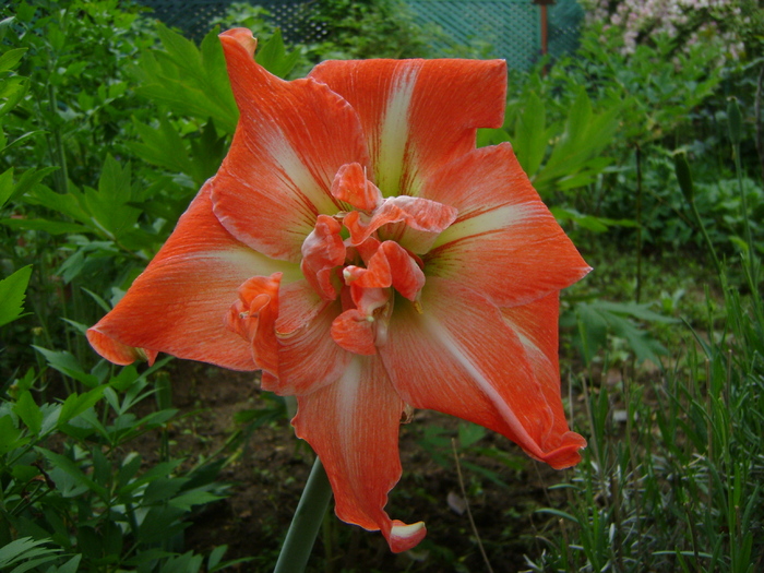 Madrid - AMARYLLIDACEAE-Hippeastrum