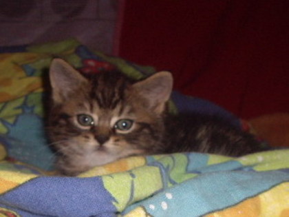 British Shorthair; Rony
