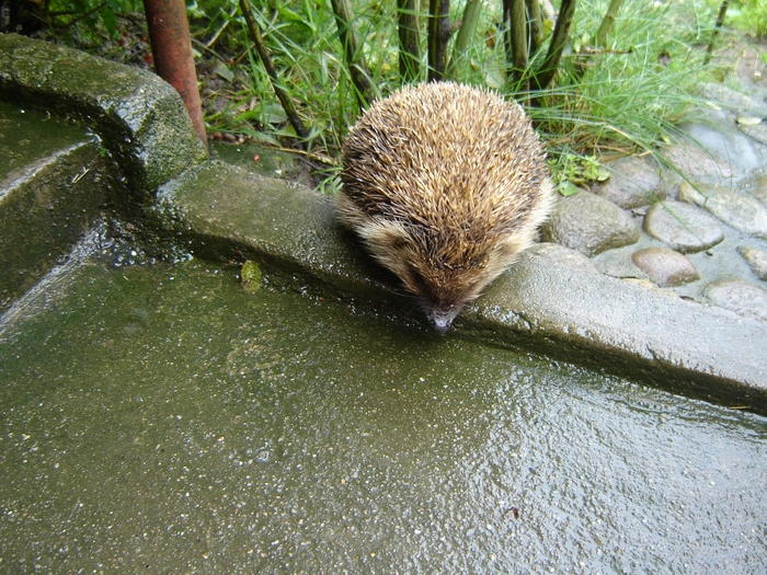 DSC07632; ma ridic cam greu...sunt cam gras
