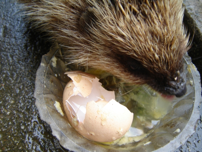 DSC07641 - paznicul gradinii