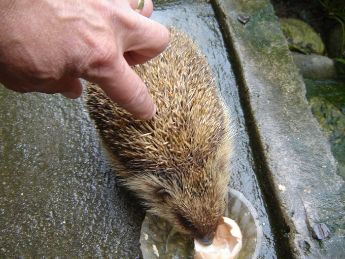 DSC07646 - paznicul gradinii