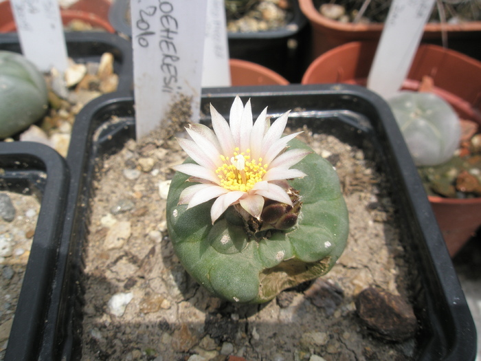 Lophophora williamsii v. koeheresii - 27.06 - DIVERSE specii