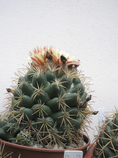 Coryphantha bumamma