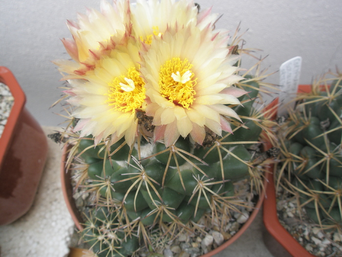 Coryphantha bumamma - 27.06 - Coryphantha