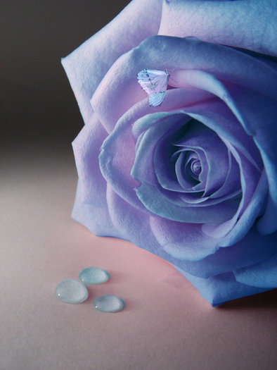 Lovely_Blue_Rose_by_BlueRose00 - rose