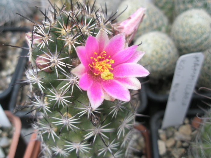 Mammillaria scheldonii - 27.06 - Mammillaria