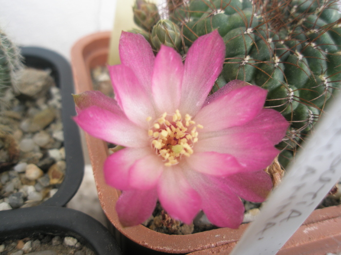 Sulcorebutia pulchra - floare 26.06 - Sulcorebutia