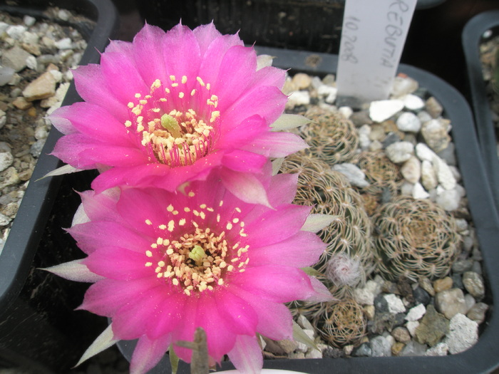 Sulcorebutia - flori - Sulcorebutia