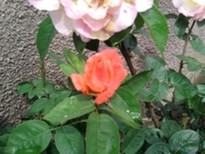 15297220_EARYARKMD - trandafiri