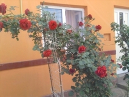 15396126_MPABRTKGH - trandafiri