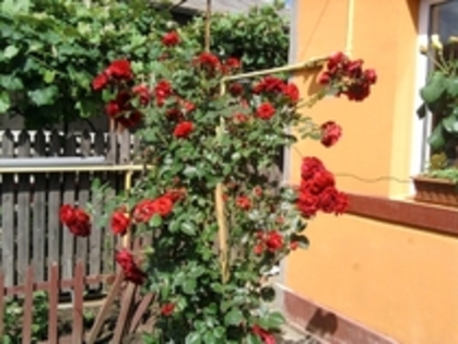 15889063_SGPQZPOOT - trandafiri