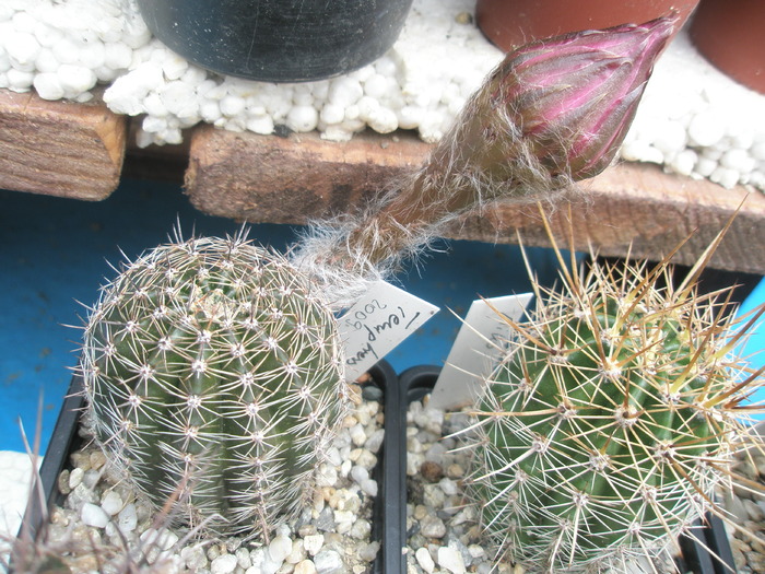 Echinopsis Temptres - boboc 27.06 - Echinopsis