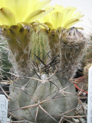 Acathocalycium aurantiacum - 27.06 - Acanthocalycium