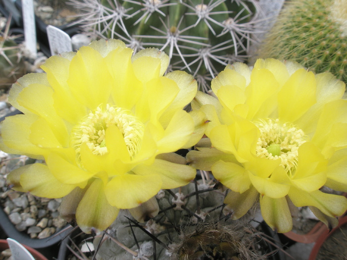 Acanthocaycium aurantiacum - flori - Acanthocalycium