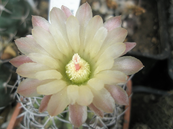 Neochilenia paucicostata - floare(27.06) - Neochilenia