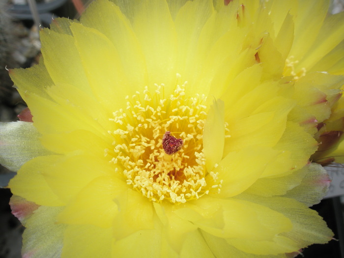 Notocactus ottonis - macro floare 27.06 - Notocactus