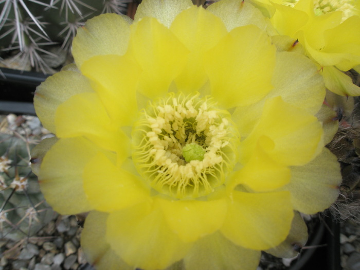 Acanthocalycium aurantiacum - macro - Acanthocalycium