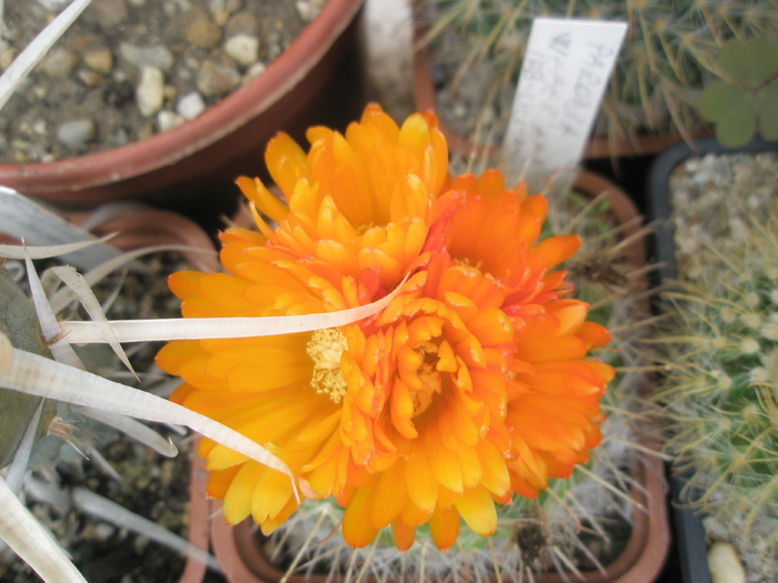 Parodia weberiana - flori 27.06