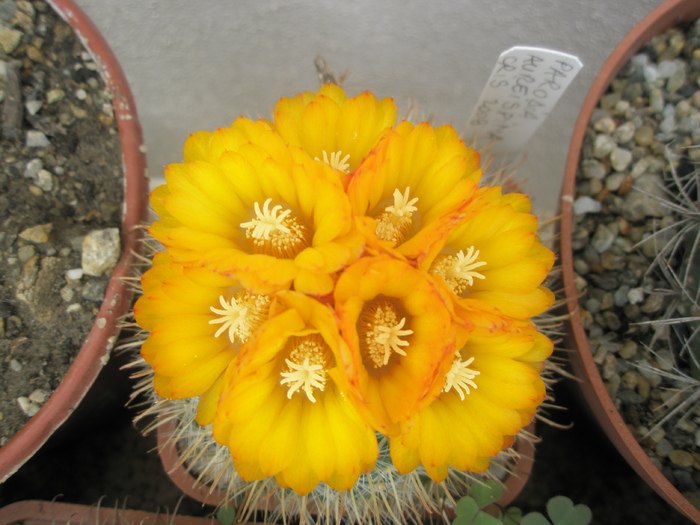 Parodia aureispina - flori 27.06