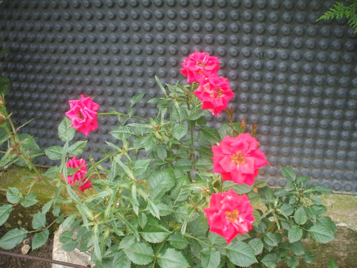 DSCF0534 - Flori din curtea noastra