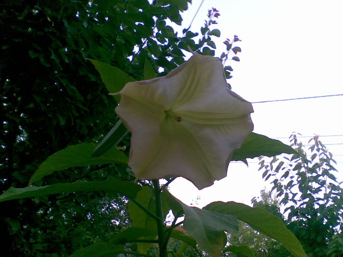 floare datura...seara